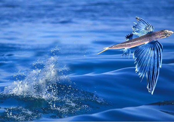 Flying Fish...an unique species!