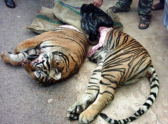 Bengal-Tiger2