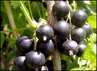 Black currants aids in weight loss