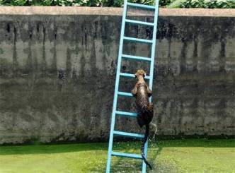 SLIDESHOW: Witty leopard climbs ladder to get out of water reservoir