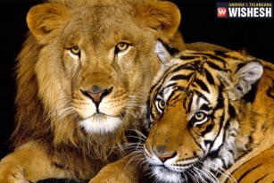 Tigers, Lions as pets