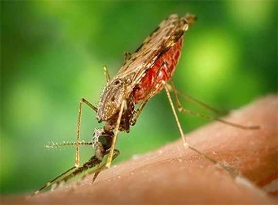 Kolkata&#039;s worst bout of dengue, 542 victims, 2 die