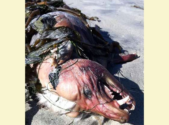 Vampire beast Chupacabra washed ashore?
