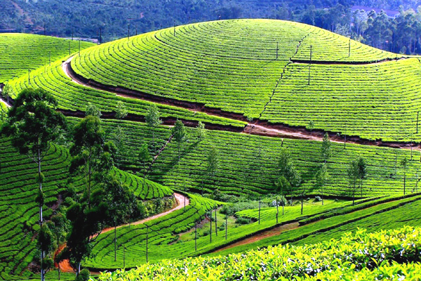 Munnar