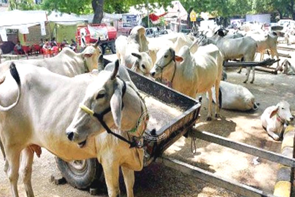 Ban on Cow Slaughter
