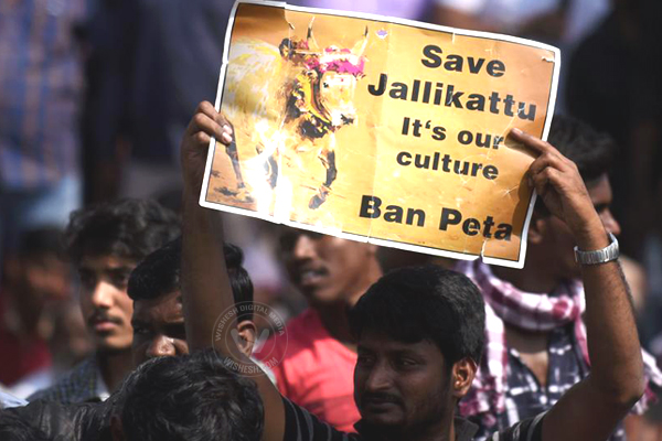 Jallikattu protest across Tamil Nadu