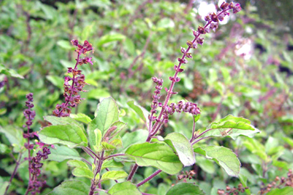 Leaves Of Tulsi Basil