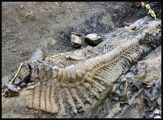 72-million-year-old-dinosaur-tail