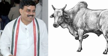 Manohar injured as Eruvaka ox kicks 