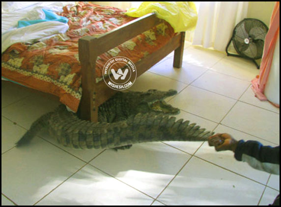 giant croc remained secretly under bed
