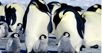 Penguins witness solar eclipse in joy