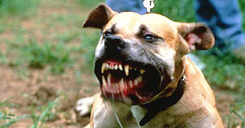 Stray dogs attack people, 50 hospitalized 