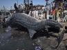 dead shark at fish harbor, , giant dead shark found in karachi fish harbor, Whale shark