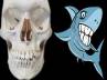 predator, teeth, shark teeth no stronger than human, Shark