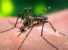 Virus, , dengue claims two more lives total 9 dead, Eagle