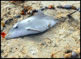 US East Coast beaches faces higher dolphin deaths