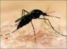 , , an ngo survey reveals that dengue is more active than estimated, Bmc