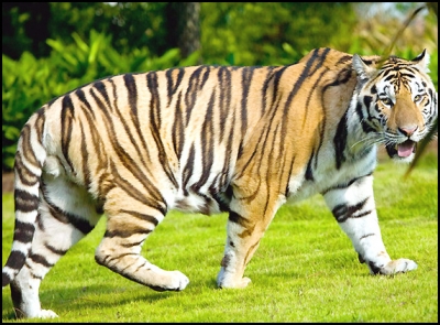 Tiger population rises