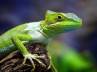 customs officials, $1300, 49 exotic lizards for lunch german claims at oman, Customs