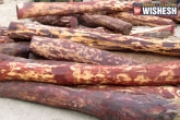 Seshachalam, AP, 4 ysrcp leaders in red sandalwood smuggling, Red sandalwood