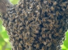 Nalgonda District, Honey bees, 30 injured as honey bees attack students, Nalgonda district of ap