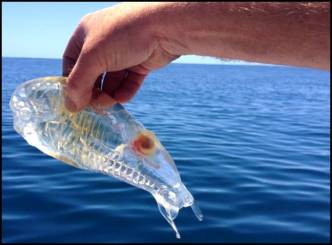 NZ Fisherman catches see-through water creature