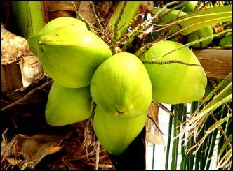 Coconut Water for Health and Glow
