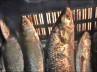 , , hilsa prices skyrocket to prohibitive rates, Hilsa