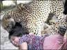 Tame Cheetah, cheetah attack., british woman survives cheetah attack by acting dead, Port elizabeth