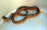 kid bites snake, snake chewed, snake bitten to death by 1 year old, Chew