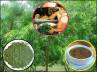 Ayurvdic medicines, , importance of neem in our tradition, Chickenpox
