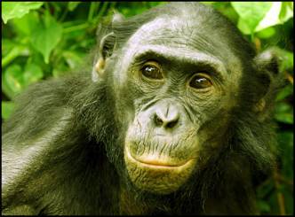 Bonobos the most empathetic great ape