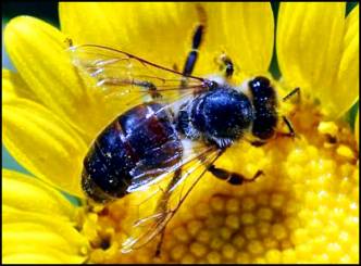 Honey Bees Can Detect Cancer Soon