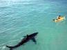 New Zealand coast, New Zealand coast, great white shark kills a man, Muriwai beach