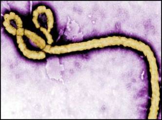 India&#039;s first Ebola Death