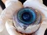 Florida Fish and Wildlife Research Institute, St. Petersburg, giant eye ball recovered off florida beach, Florida beach
