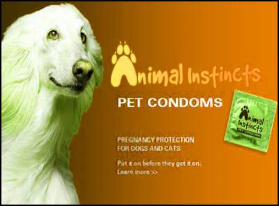 Pet Condoms? Not for sale