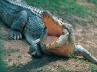killed by crocodile, killed by crocodile, 10 years old indonesian girl grabbed and killed by crocodile, Crocodile