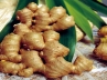 Ginger Medicinal, Ginger patent, pirating indian ginger patenting thwarted by alert authorities, Ginger