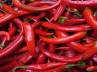 red chillies burn fat, red chillies for obesity, chillies could cure obesity problems, Red chillies