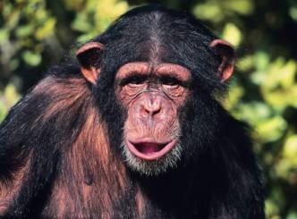 Chimpanzee escapes from Hyderabad Zoo in India
