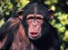 Chimpanzee Suzi, Nehru Zoological Park in Hyderabad, chimpanzee escapes from hyderabad zoo in india, Hyderabad zoo