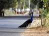 Aravalli, Gurgoan, 8 national birds die of heat stroke, Peacock