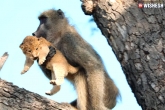 lion cub gets groomed by baboon weird news, lion cub gets groomed by baboon weird news, social media turns weird after a lion cub gets groomed by baboon, Weird news