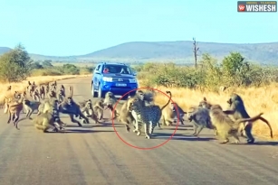Viral Video : Baboons Attack a Leopard