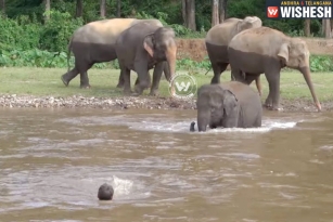 Baby Elephant Rushes to Save Trainer, Video Goes Viral