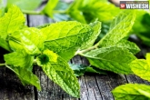Mint Leaves bad, Mint Leaves minerals, seven health benefits of mint leaves, Vitamin c