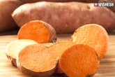 health, sweet potato, amazing benefits of sweet potatoes for skin and health, Sweet potato