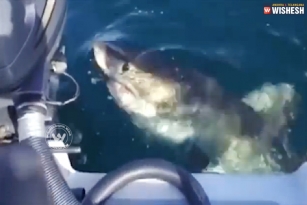Big Shark attacks a boat and bites it