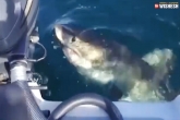 Shark, Shark, big shark attacks a boat and bites it, Shark attack